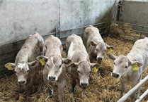 Holsworthy Livestock Market Report: Wednesday, January 14