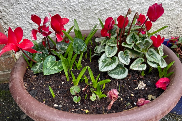 Enjoy the plants that are flowering at this time of year. (Picture: Andrew Townsend)