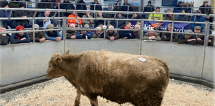 Holsworthy Livestock Market Report: Wednesday, January 21