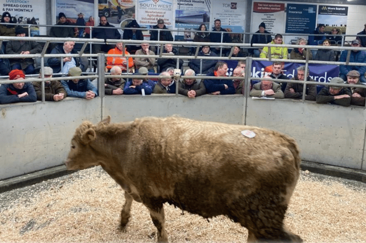 £2060 was met for this 14mth Charolais x steer in from CT Banbury & Sons.