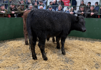 Hallworthy Livestock Market Report: Thursday, January 22