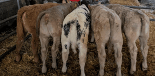Holsworthy Livestock Market Report: Wednesday, January 28