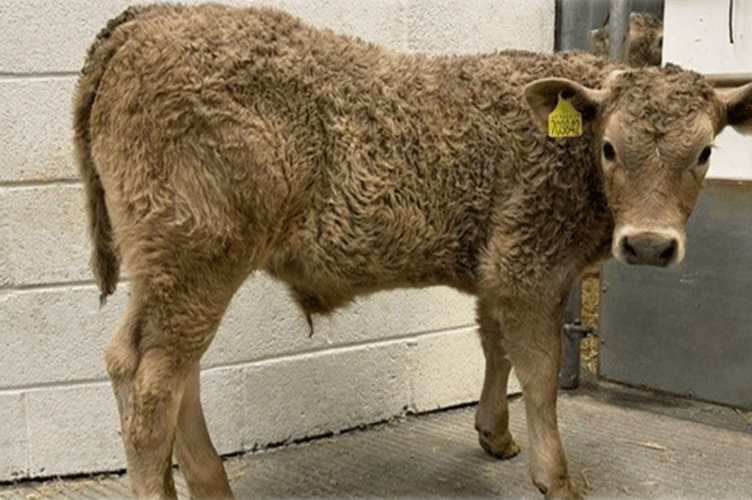 Big numbers of rearing calves selling to another impressive trade- more calves
needed weekly to meet demand.