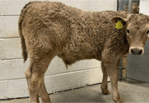 Holsworthy Livestock Market Report: Wednesday, February 4