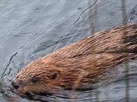 Celebrations as beavers released at nature reserve