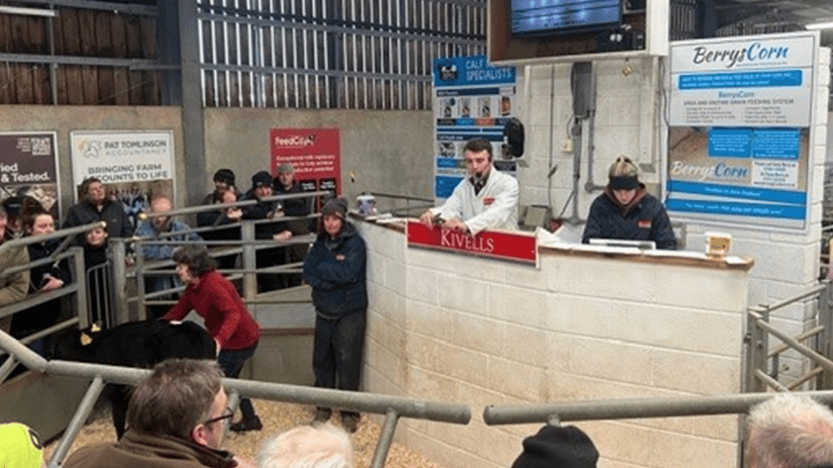 Holsworthy Livestock Market Report: Wednesday, February 11