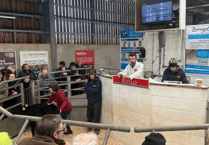 Holsworthy Livestock Market Report: Wednesday, February 11