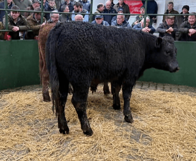 Hallworthy Livestock Market Report: Thursday, February 12