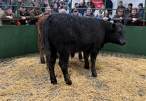 Hallworthy Livestock Market Report: Thursday, February 12
