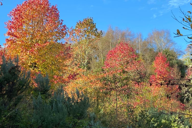Trees have many benefits for our climate. (Picture: Andrew Townsend)
