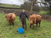 Farmer found 'utter carnage' after cow chased to its death by dog