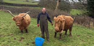 Farmer found 'utter carnage' after cow chased to its death by dog