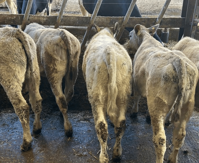 Holsworthy Livestock Market Report: Wednesday, February 18