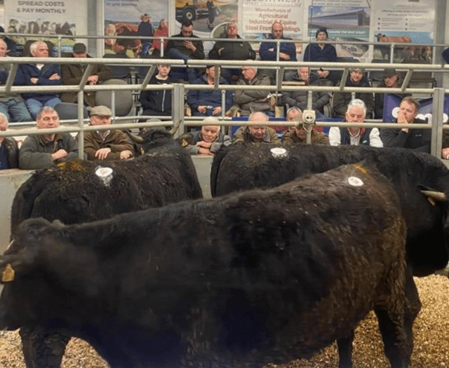 Holsworthy Livestock Market Report: Wednesday, February 25