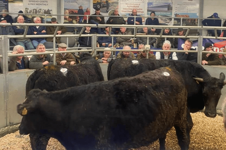 Another strong trade at Holsworthy market today for cattle of all ages..
