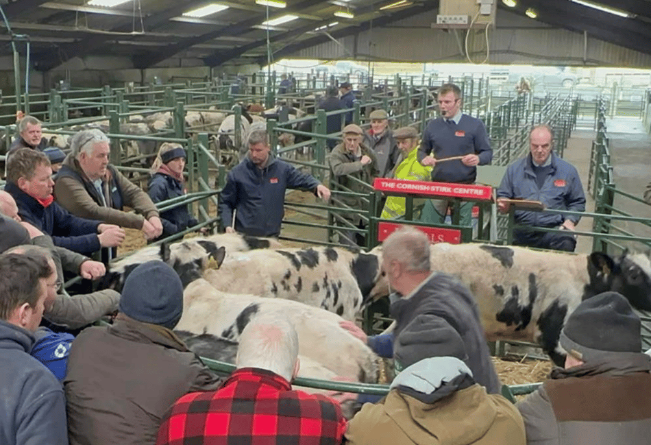 Hallworthy Livestock Market Report: Thursday, February 26