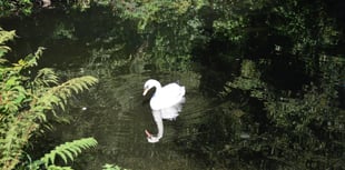 Henwyn tyller/Place names: Tehidy Country Park