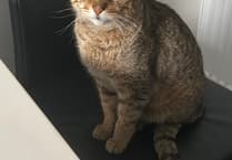 Pet owner’s joy as lost cat found 19 months later