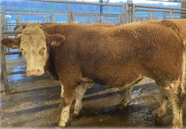 Holsworthy Livestock Market Report: Wednesday, March 4