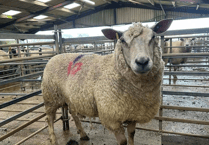 Hallworthy Livestock Market Report: Thursday, March 5