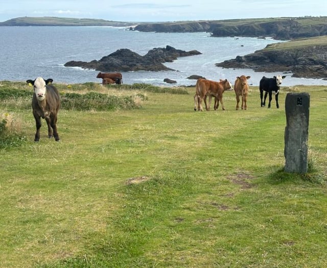 Lawyer issues warning after cattle trampled dog walker