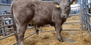 Holsworthy Livestock Market Report: Wednesday, March 11