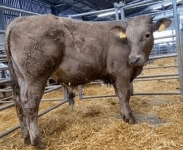 Holsworthy Livestock Market Report: Wednesday, March 11