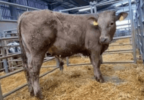 Holsworthy Livestock Market Report: Wednesday, March 11