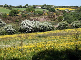 Henwyn tyller/Place names: Bissoe