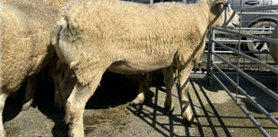 Hallworthy Livestock Market Report: Thursday, March 19
