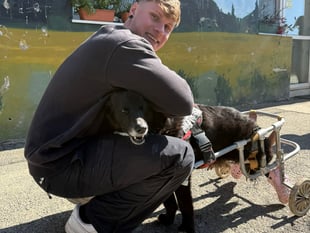 Bodmin dog behaviourist champions Romanian shelter's no-kill success