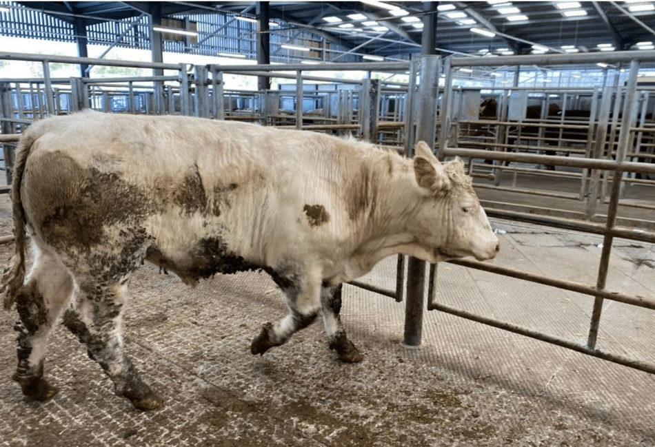 Holsworthy Livestock Market Report: Wednesday, March 25