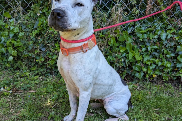 Roxy has since made a remarkable recovery, gaining more than 8kg in just three months and has been rehomed (Picture: RSPCA)