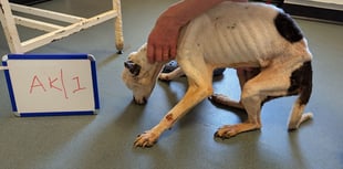 Eight-year ban for owner after dog left to suffer