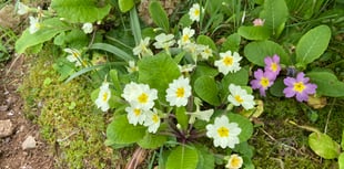 Joys of a woodland garden