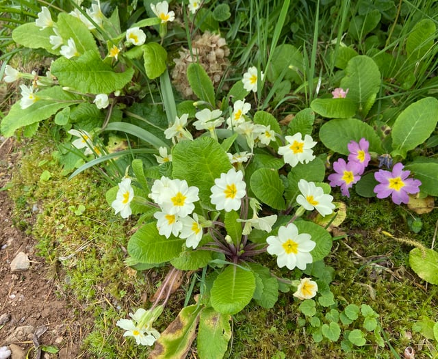Joys of a woodland garden