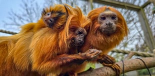  Rare golden lion tamarin born at Cornish attraction