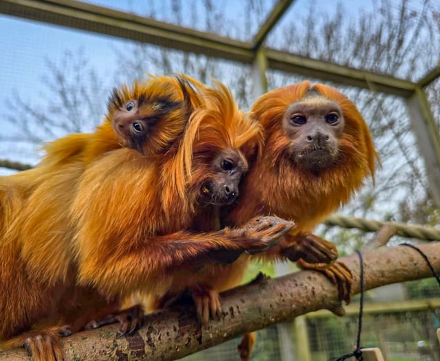  Rare golden lion tamarin born at Cornish attraction