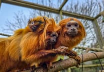 Rare golden lion tamarin born at Cornish attraction
