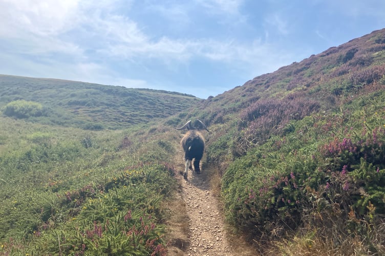 The National Trust has encouraged the use of soay sheep, a traditonal rare breed with large curled horns, to graze the clifftops around Crackington Haven. (Picture: Andrew Townsend)