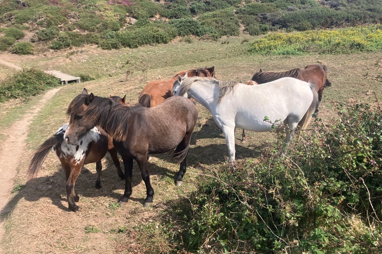 Ponies roaming in the High Cliff area on the North Cornwall coast. (Picture: Andrew Townsend)