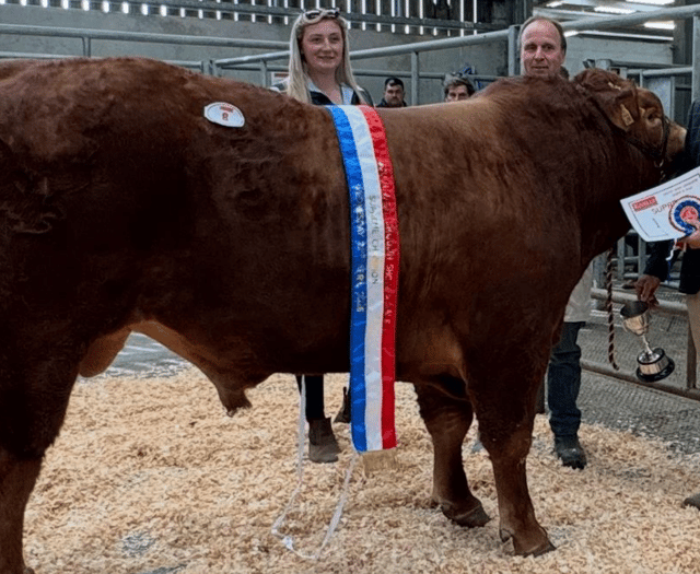 Holsworthy Livestock Market Report: Wednesday, April 22