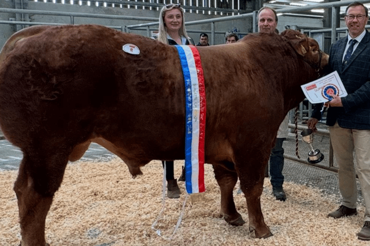 Today’s sale saw a good quality entry of pedigree Limousin Bulls which met a
good trade throughout topping at 6000gns (£6300). 