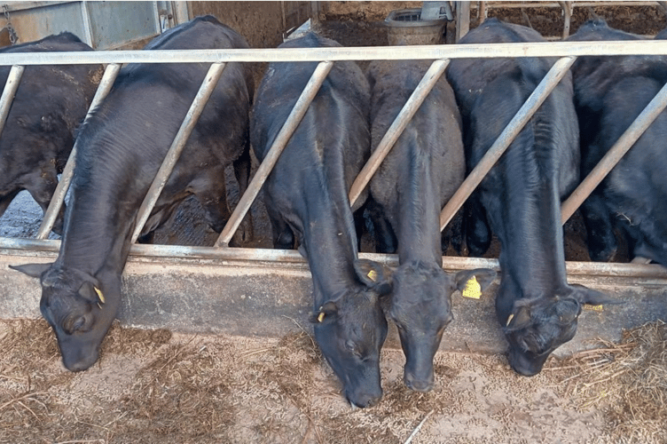 Holsworthy has seen a larger turnover of cattle than previous years
with many bunches of cattle still exceeding dead weight per kilo.