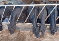 Holsworthy Livestock Market Report: Wednesday, April 29