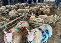 Hallworthy Livestock Market Report: Thursday, April 30