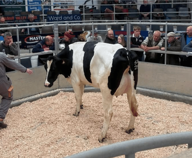 Holsworthy Livestock Market Report: Wednesday, May 6