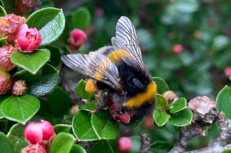 You pick up a strong hum as you walk past plants that are attractive to bees. (Picture: Andrew Townsend)