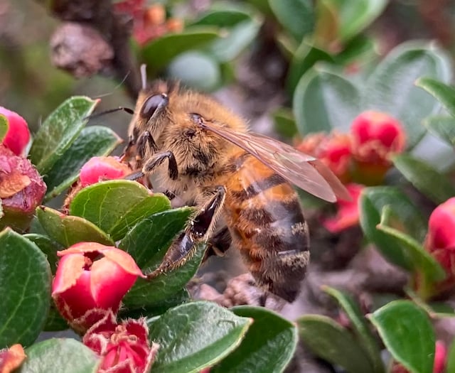 Gardening with Martin Pallett: Everything has suddenly taken off