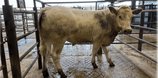Hallworthy Livestock Market Report: Thursday, May 7